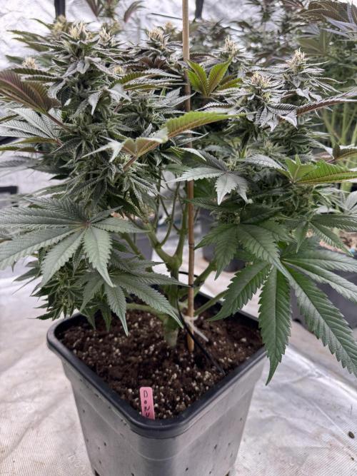 Doughnut Time 🍩. Week 13