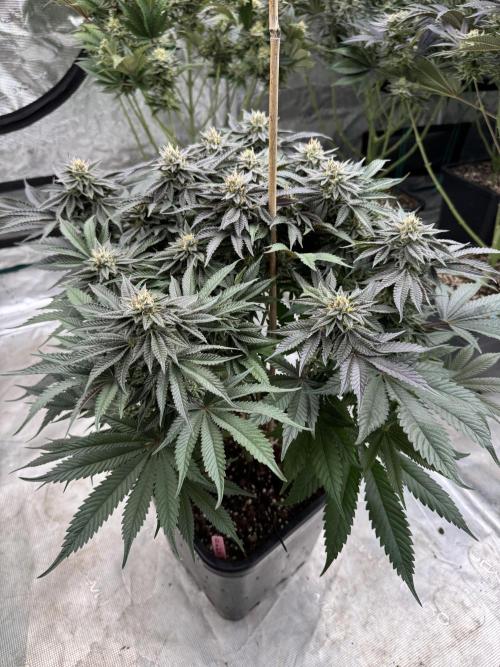 Doughnut Time 🍩. Week 13