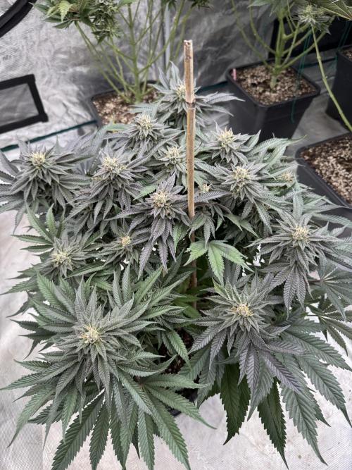 Doughnut Time 🍩. Week 13