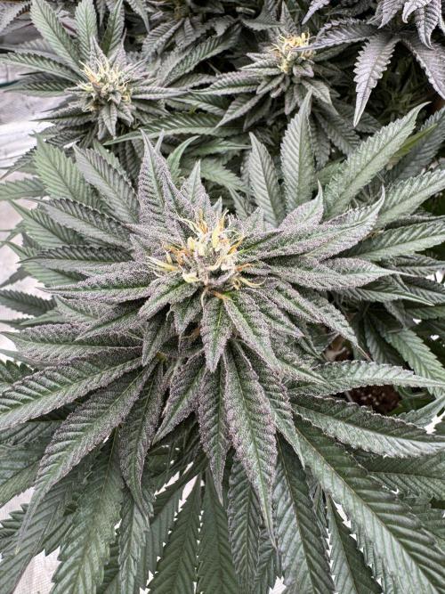 Doughnut Time 🍩. Week 13