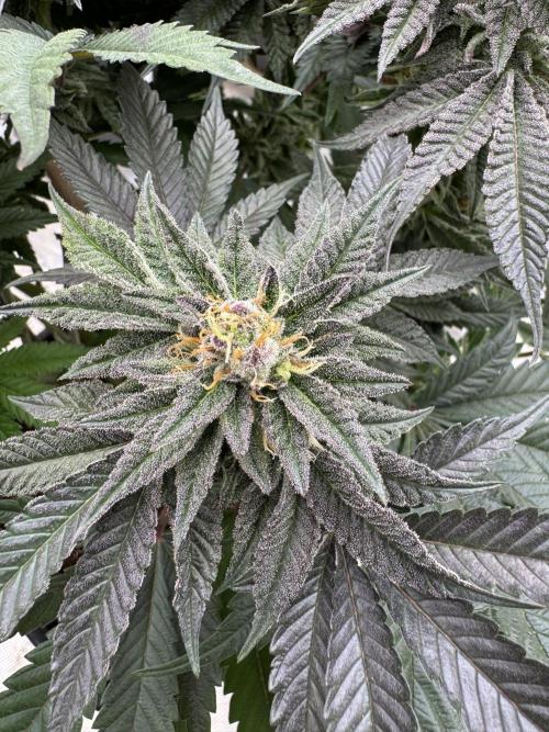 Doughnut Time 🍩. Week 13