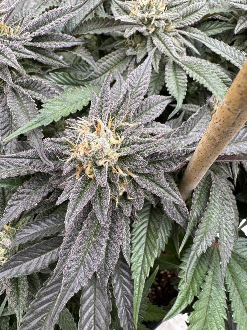 Doughnut Time 🍩. Week 13