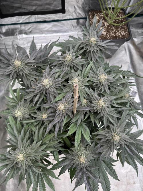 Doughnut Time 🍩. Week 13