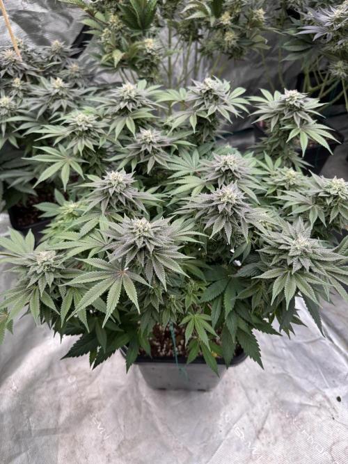 Golden sands 🏜️. Week 13