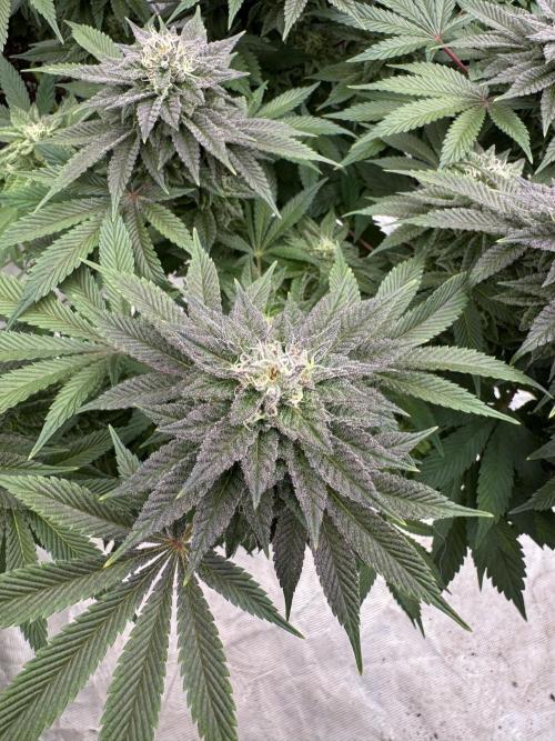 Golden sands 🏜️. Week 13