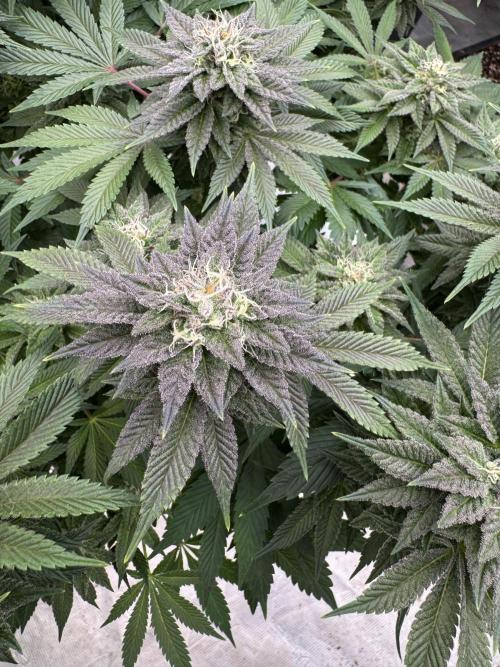 Golden sands 🏜️. Week 13