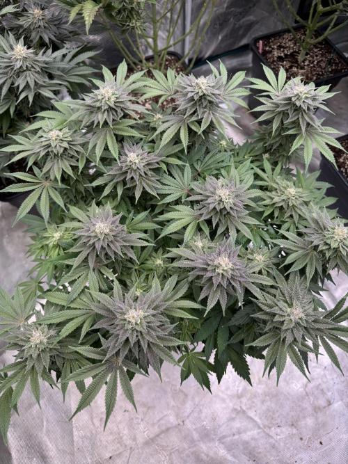 Golden sands 🏜️. Week 13