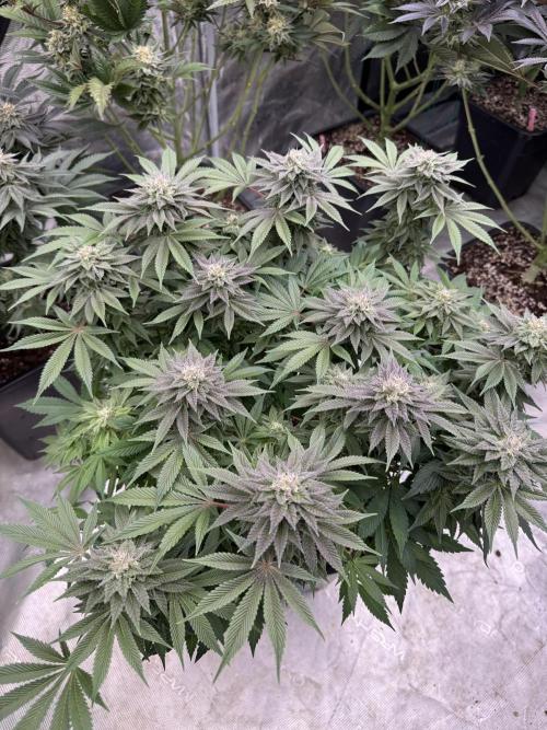 Golden sands 🏜️. Week 13