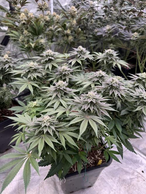 Golden sands 🏜️. Week 13