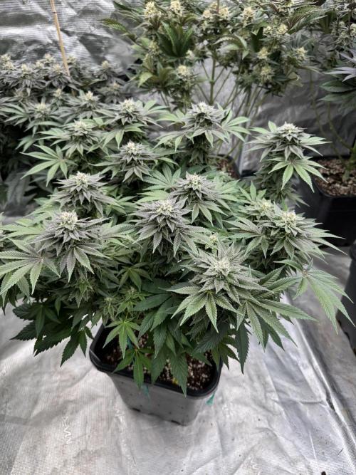 Golden sands 🏜️. Week 13