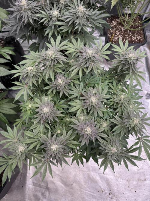 Golden sands 🏜️. Week 13