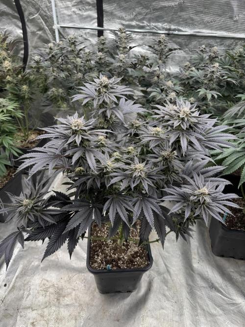 Tropical duo 🏝️. Week 13