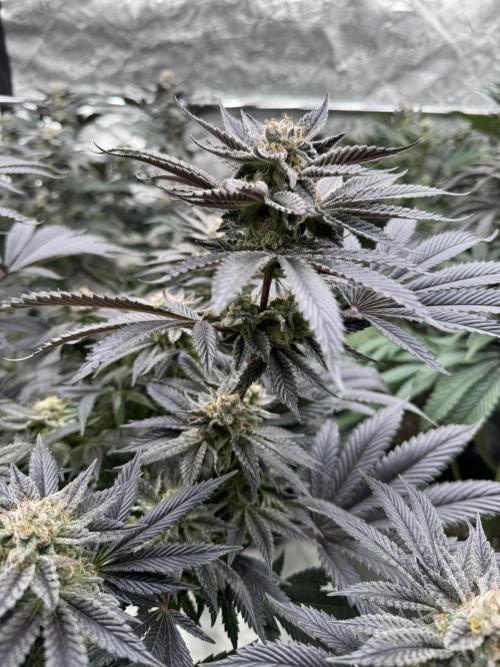 Tropical duo 🏝️. Week 13