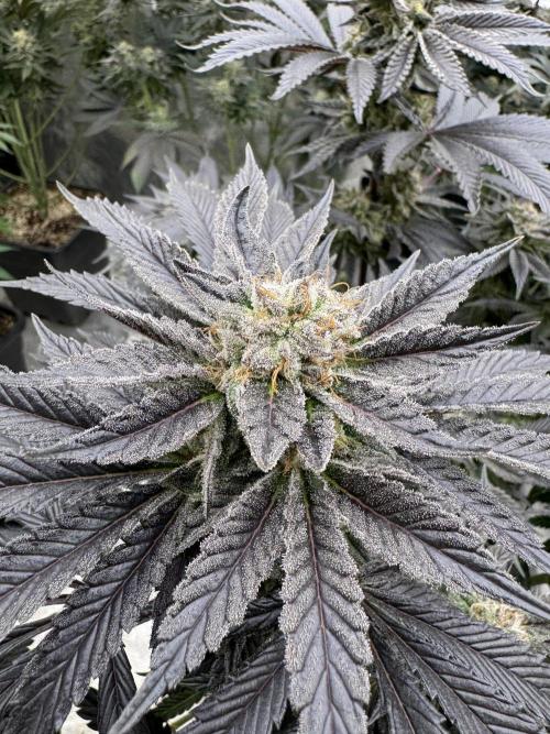 Tropical duo 🏝️. Week 13