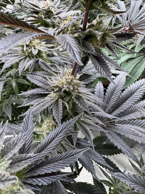 Tropical duo 🏝️. Week 13