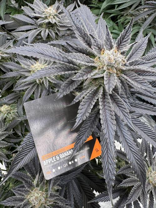 Tropical duo 🏝️. Week 13