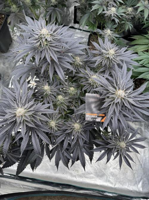 Tropical duo 🏝️. Week 13