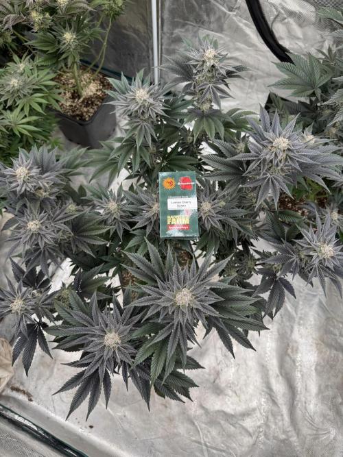 Da Valiotoro 🍦. Week 13