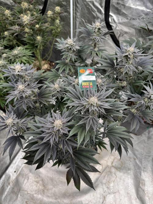 Da Valiotoro 🍦. Week 13