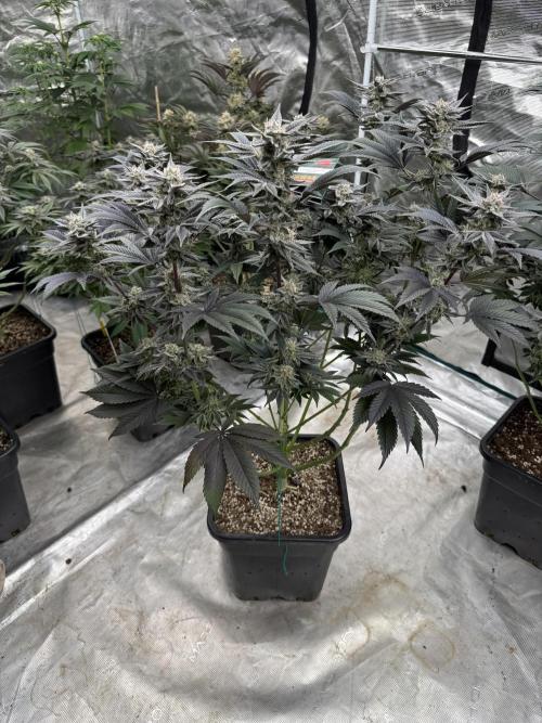 Da Valiotoro 🍦. Week 13