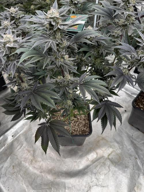 Da Valiotoro 🍦. Week 13