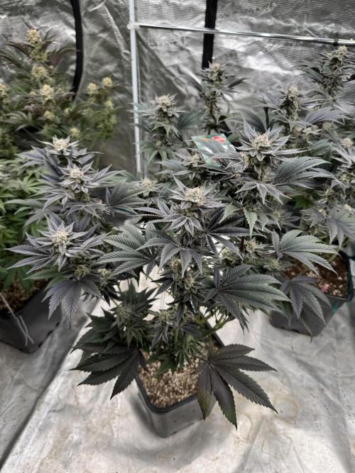 Da Valiotoro 🍦. Week 13