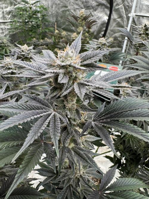 Da Valiotoro 🍦. Week 13