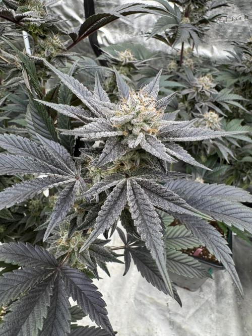 Da Valiotoro 🍦. Week 13