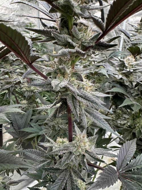 Da Valiotoro 🍦. Week 13