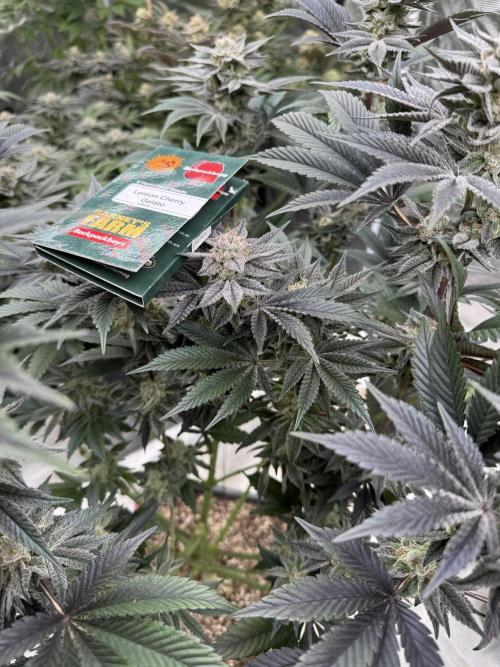 Da Valiotoro 🍦. Week 13