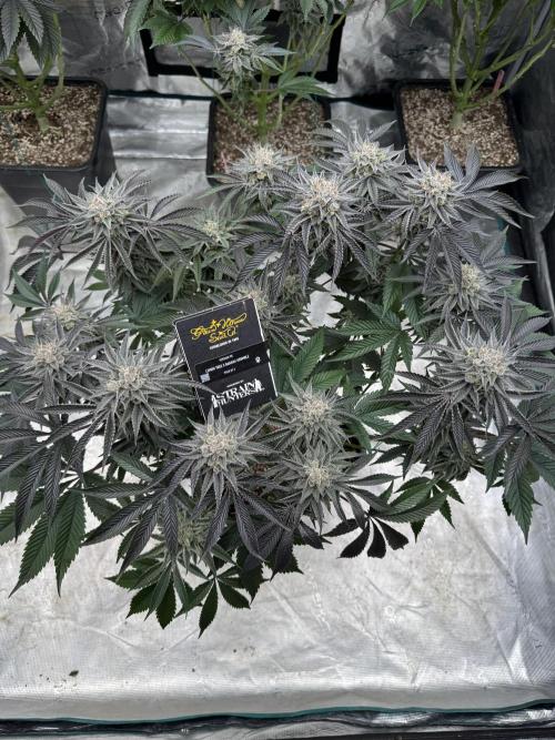 Lemon Tree x Banana Krumble. Week 13