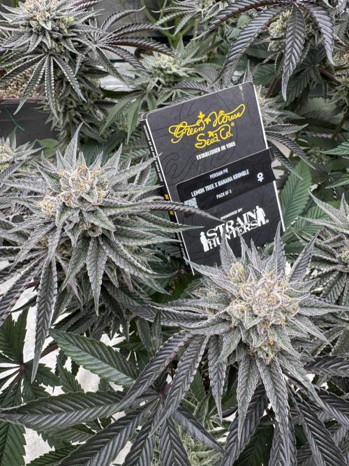 Lemon Tree x Banana Krumble. Week 13