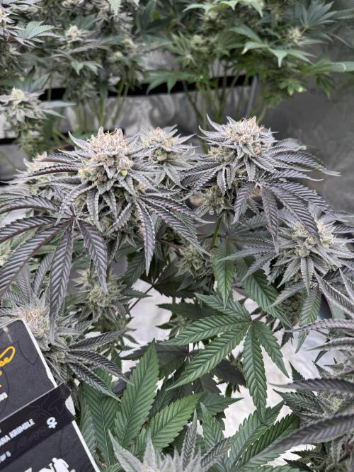 Lemon Tree x Banana Krumble. Week 13