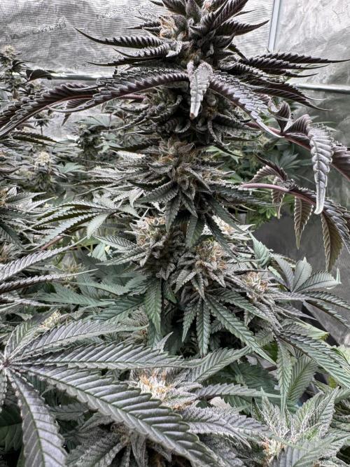 Lemon Tree x Banana Krumble. Week 13