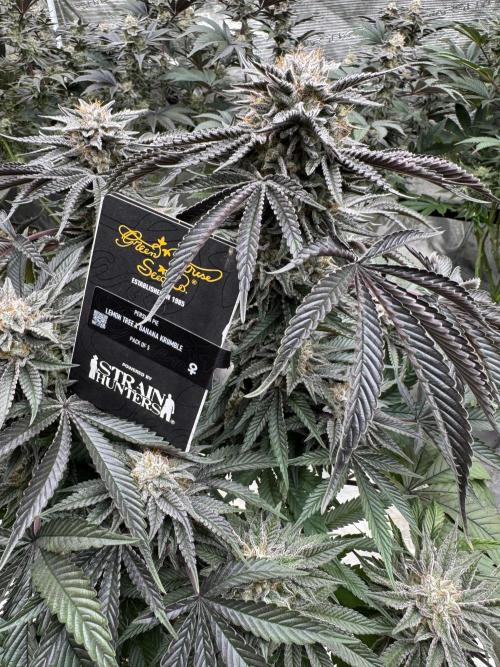 Lemon Tree x Banana Krumble. Week 13