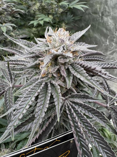 Lemon Tree x Banana Krumble. Week 13