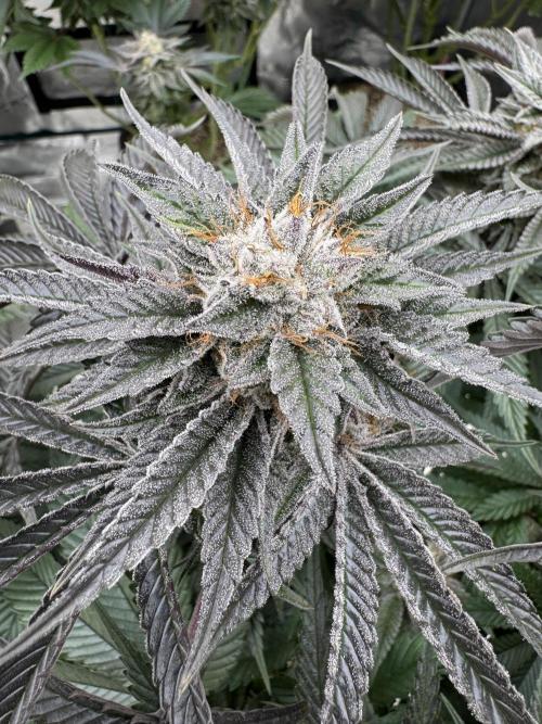 Lemon Tree x Banana Krumble. Week 13