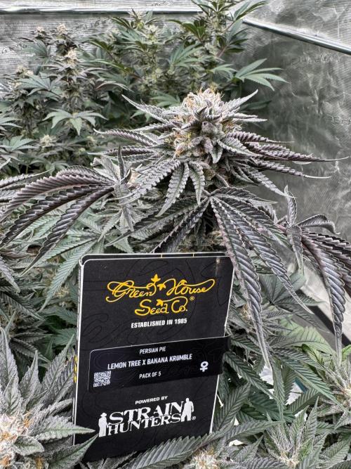 Lemon Tree x Banana Krumble. Week 13