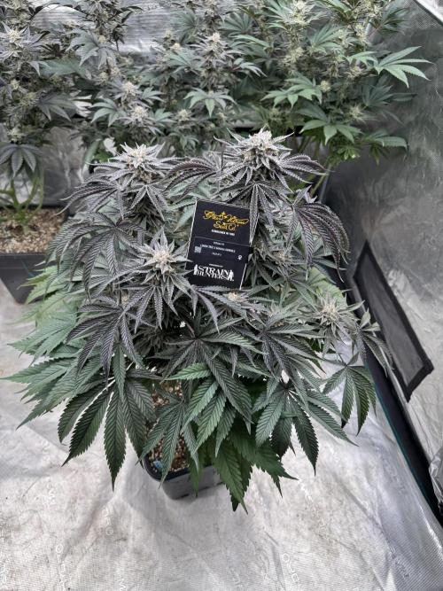 Lemon Tree x Banana Krumble. Week 13