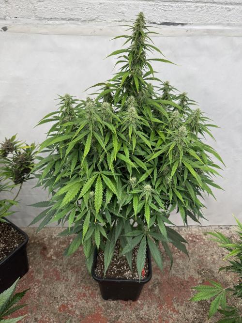Orange Zest 🍊🍸. Week 9
