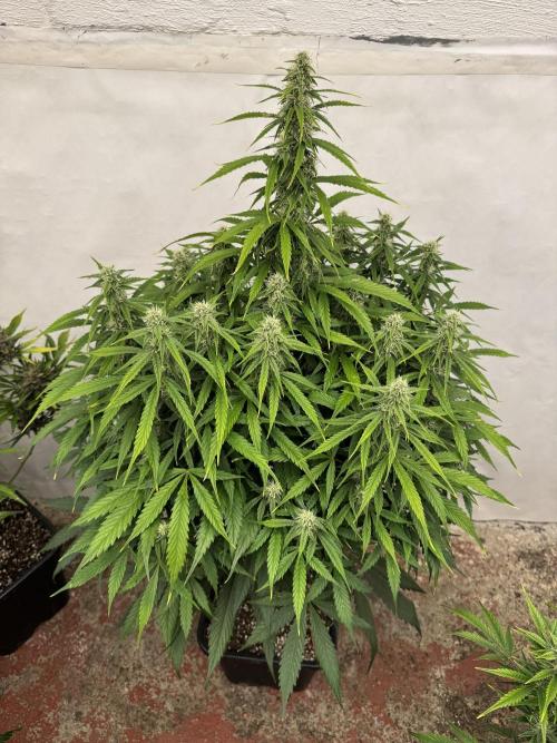 Orange Zest 🍊🍸. Week 9