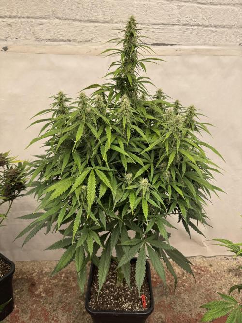 Orange Zest 🍊🍸. Week 9