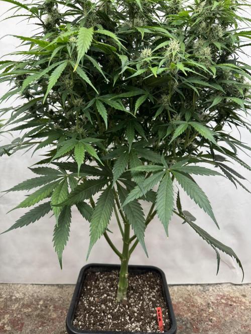 Orange Zest 🍊🍸. Week 9