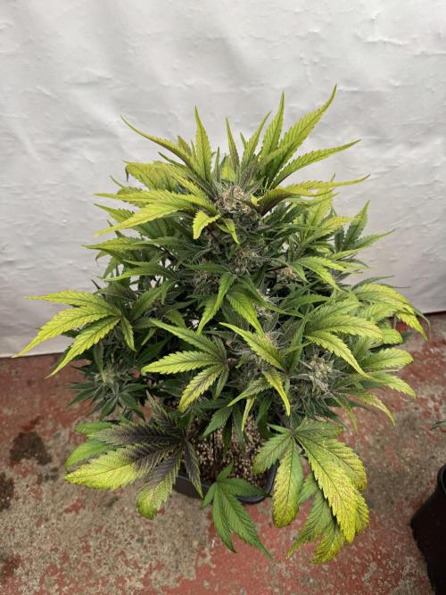 Guava 🍐🍓. Week 9