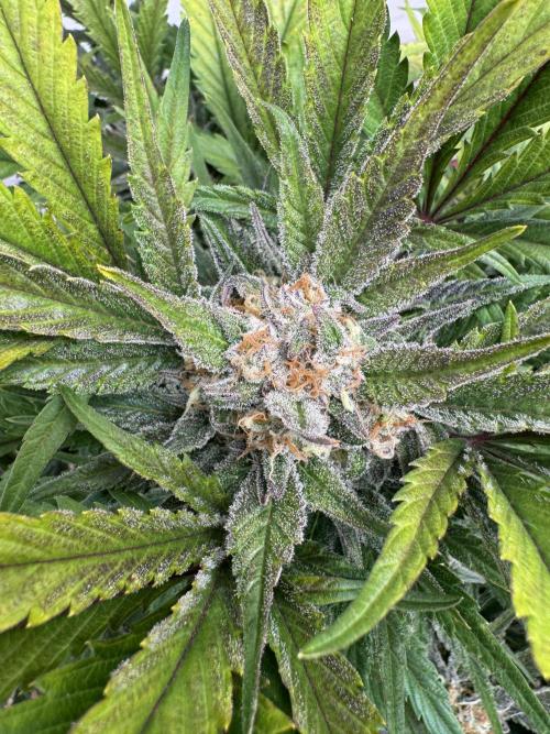 Guava 🍐🍓. Week 9