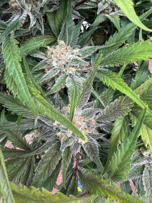 Guava 🍐🍓. Week 9