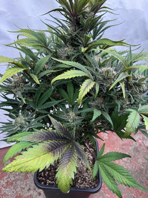 Guava 🍐🍓. Week 9