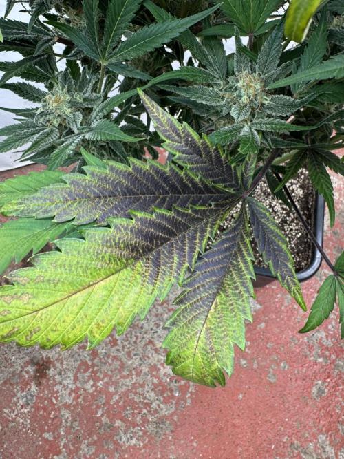 Guava 🍐🍓. Week 9