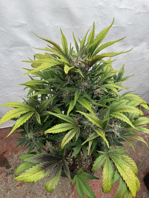 Guava 🍐🍓. Week 9
