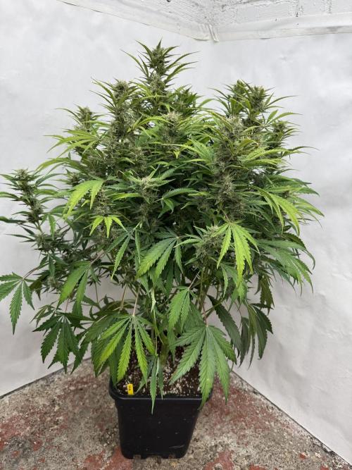 Glue Mode . Week 9